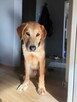 SCOOBY 10-miesięczny w typie labladora ! Pokochaj go - 6