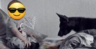 Oddam psa rasy amstaff - 5