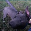 Oddam psa rasy amstaff - 4