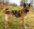 LEON - piękny psiak w typie owczarka niemieckiego do adopcji - 2