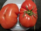 Pomidor San Marzano 3 na przetwory nasiona do kolekcji - 8
