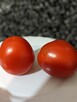 Pomidor San Marzano 3 na przetwory nasiona do kolekcji - 11
