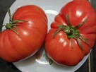 Pomidor San Marzano 3 na przetwory nasiona do kolekcji - 5