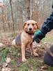 Delikatna, nieśmiała sunia Lidka prosi o dobry domek 4letnia - 5