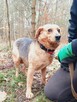Delikatna, nieśmiała sunia Lidka prosi o dobry domek 4letnia - 6
