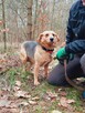 Lidzia delikatna, nieśmiała sunia szuka spokojnej rodziny 4l - 8