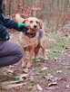 Do adopcji sunia Lidka delikatna, nieśmiała 4l. 14kg - 6