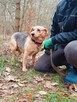 Lidzia delikatna, nieśmiała sunia szuka spokojnej rodziny 4l - 4