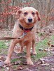 Do adopcji sunia Lidka delikatna, nieśmiała 4l. 14kg - 8