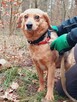 Do adopcji sunia Lidka delikatna, nieśmiała 4l. 14kg - 9