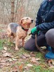 Lidzia delikatna, nieśmiała sunia szuka spokojnej rodziny 4l - 2