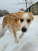Piękny, młody CEZAR szuka domu !! - 7