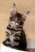 Kotka Maine Coon - 5