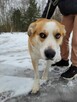 Młody, porzucony CEZAR szuka domu !! - 8