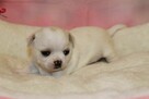Chihuahua krótkowłosy chłopiec ZKwP FCI - 4
