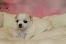 Chihuahua krótkowłosy chłopiec ZKwP FCI - 5