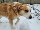 Piękny, młody CEZAR szuka domu !! - 3