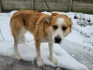 Młody, porzucony CEZAR szuka domu !! - 6