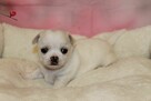 Chihuahua krótkowłosy chłopiec ZKwP FCI - 3