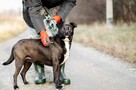 Czester - niekonfliktowy, wdzięczny psiak szuka domu! - 3