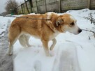 Młody, porzucony CEZAR szuka domu !! - 10