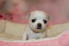 Chihuahua krótkowłosy chłopiec ZKwP FCI - 2
