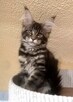 Kotka Maine Coon - 6