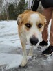 Piękny, młody CEZAR szuka domu !! - 9
