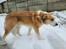 Piękny, młody CEZAR szuka domu !! - 4