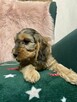 Cockapoo pudel miniaturowy plus Cocker spaniel angielski - 1