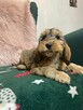 Cockapoo pudel miniaturowy plus Cocker spaniel angielski - 5