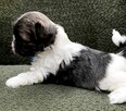 Shih Tzu - 6