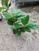 Rododendrony (różne odmiany) - sadzonki p9 - 4