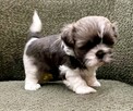 Shih Tzu - 7