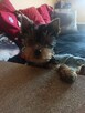 Yorkshire terrier - 4
