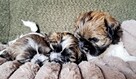 Shih Tzu - 2