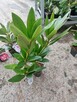 Rododendrony (różne odmiany) - sadzonki p9 - 6