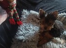 Yorkshire terrier - 2