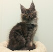 Maine Coon - kocięta z legalnej hodowli FPL, od lek. wet. - 4