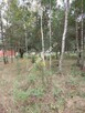 Działka, cicha, MPZP, Osowiec - 7