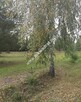 Działka 1352m2 w sąsiedztwie lasu Ojrzanów - 6
