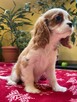 Cavalier king charles spaniel - 3