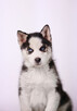Siberian Husky - Szczeniaki rodowodowe - 4