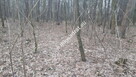 Działka leśna. - 1