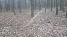 Działka leśna. - 2