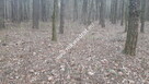 Działka leśna. - 3