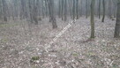 Działka leśna. - 4