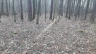 Działka leśna. - 5