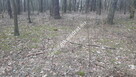 Działka leśna. - 6
