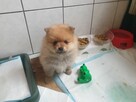 Szpic miniaturowy - 5